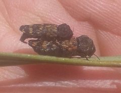 Xyroscelis crocata
