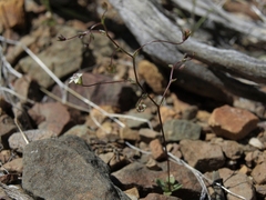 Nemacladus inyoensis