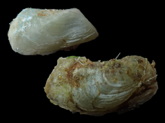 Hiatella australis