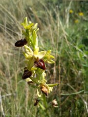 Ophrys sphegodes sphegodes