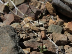 Nemacladus inyoensis