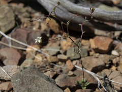 Nemacladus inyoensis