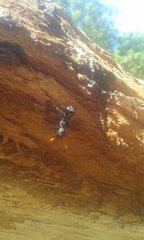 Trogodendron fasciculatum