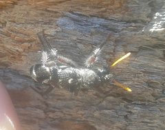 Trogodendron fasciculatum