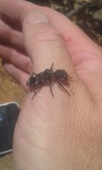 Trogodendron fasciculatum