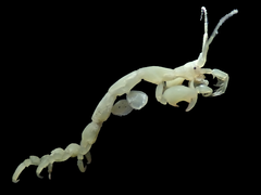 Caprella penantis