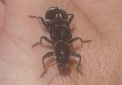 Trogodendron fasciculatum