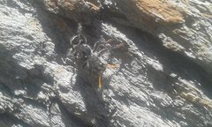 Trogodendron fasciculatum