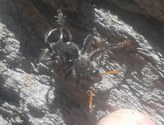 Trogodendron fasciculatum