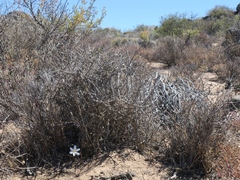 Gethyllis verticillata