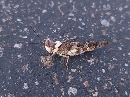 Say's Grasshopper photo 5