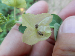 Mirabilis gigantea