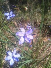 Agrostocrinum hirsutum
