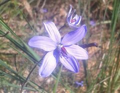 Agrostocrinum hirsutum
