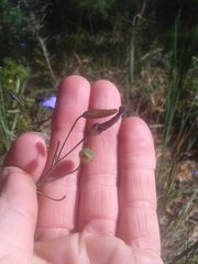 Agrostocrinum hirsutum