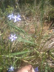 Agrostocrinum hirsutum