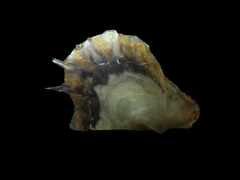 Pteria