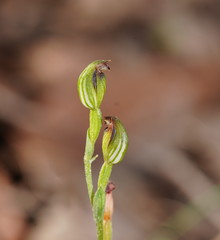 Pterostylis clivosa