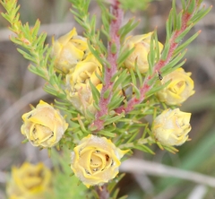 Leucadendron laxum
