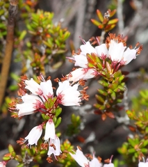 Erica chonantha