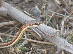 Psammophis subtaeniatus