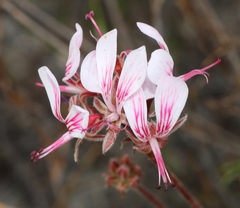 Pelargonium dipetalum