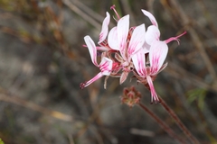 Pelargonium dipetalum