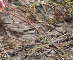 Pelargonium dipetalum