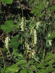 Vicia ochroleuca