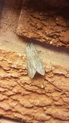 Acronicta lanceolaria