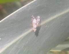 Austrotephritis pelia