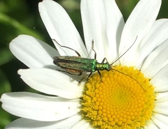 Oedemera nobilis