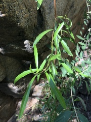Nuxia oppositifolia