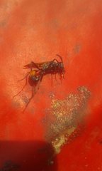 Podalonia tydei suspiciosa