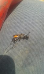 Podalonia tydei suspiciosa