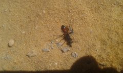 Podalonia tydei suspiciosa