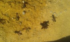 Podalonia tydei suspiciosa