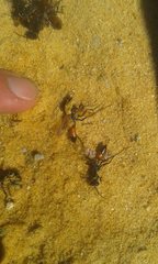 Podalonia tydei suspiciosa