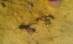 Podalonia tydei suspiciosa