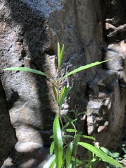 Nuxia oppositifolia