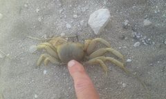 Ocypode convexa