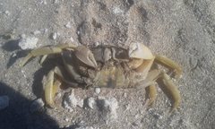 Ocypode convexa