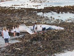 Megaptera novaeangliae australis