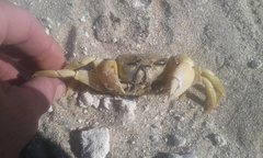 Ocypode convexa