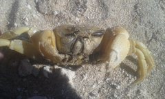Ocypode convexa