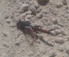 Miltinus stenogaster