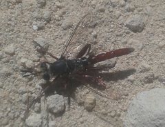 Miltinus stenogaster