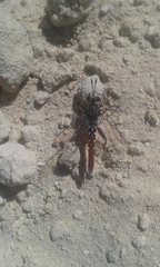 Miltinus stenogaster