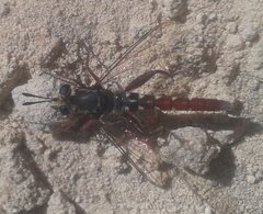 Miltinus stenogaster