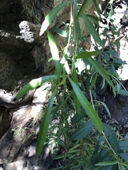 Nuxia oppositifolia